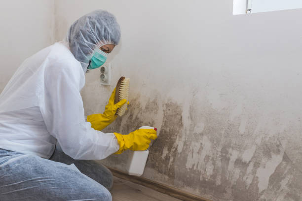 Professional Mold Removal in Kingston, NJ