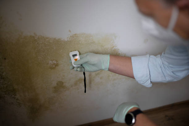 Best Crawl Space Mold Removal  in Kingston, NJ