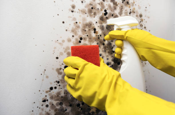 Best Mold Removal Near Me  in Kingston, NJ