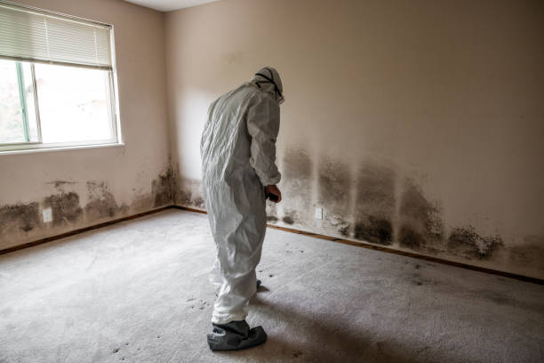 Best Same-Day Mold Removal  in Kingston, NJ