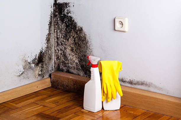 Best Affordable Mold Removal  in Kingston, NJ