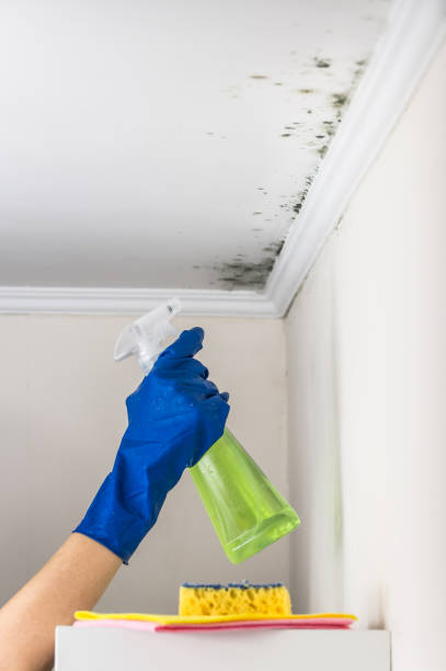 Best Mold Remediation  in Kingston, NJ