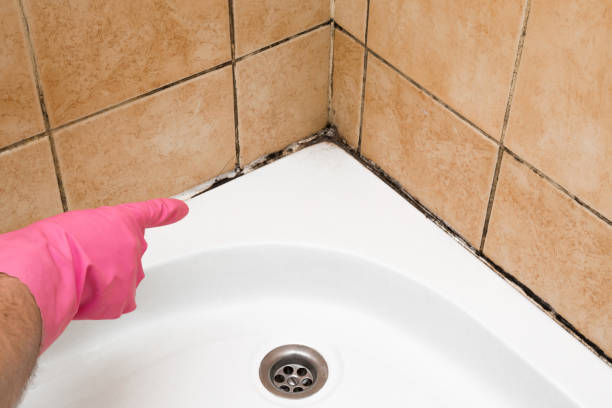 Best Fast Mold Removal  in Kingston, NJ