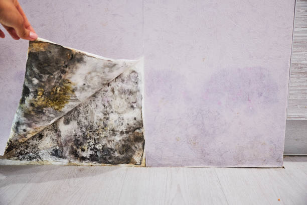 Professional Mold Removal in Kingston, NJ